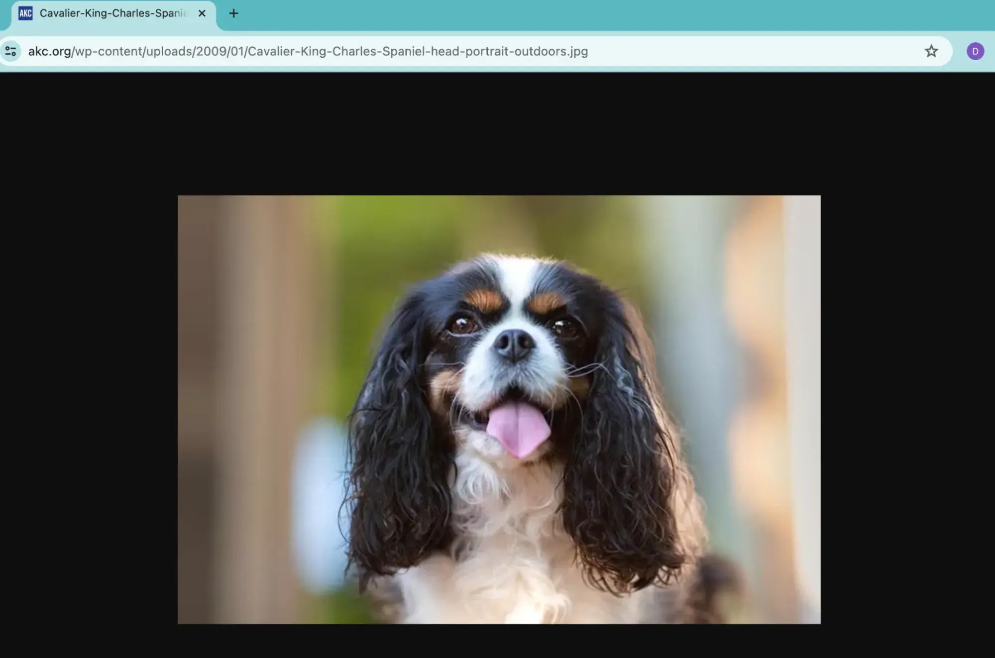 Image opened in a new web page
