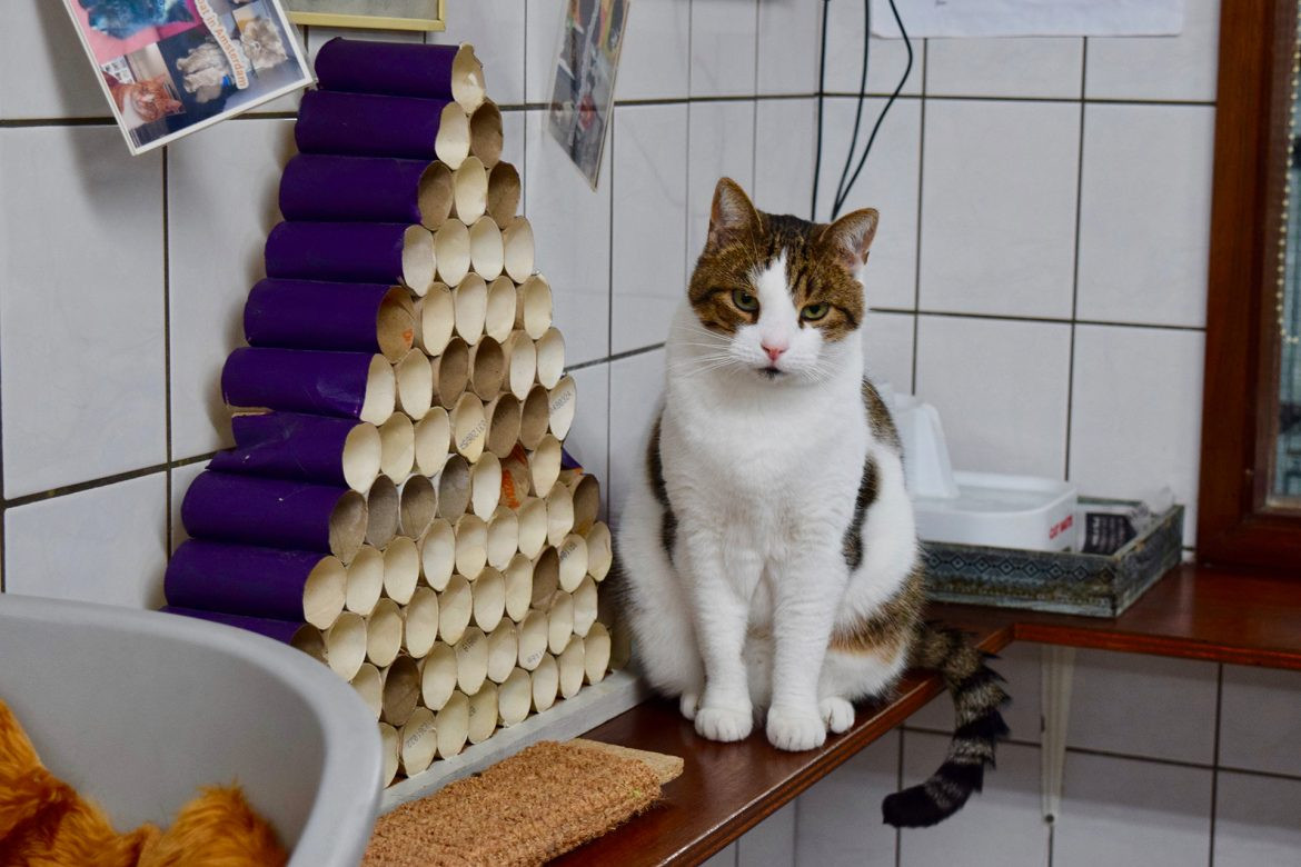 Cats at De Poezenboot are waiting for loving homes