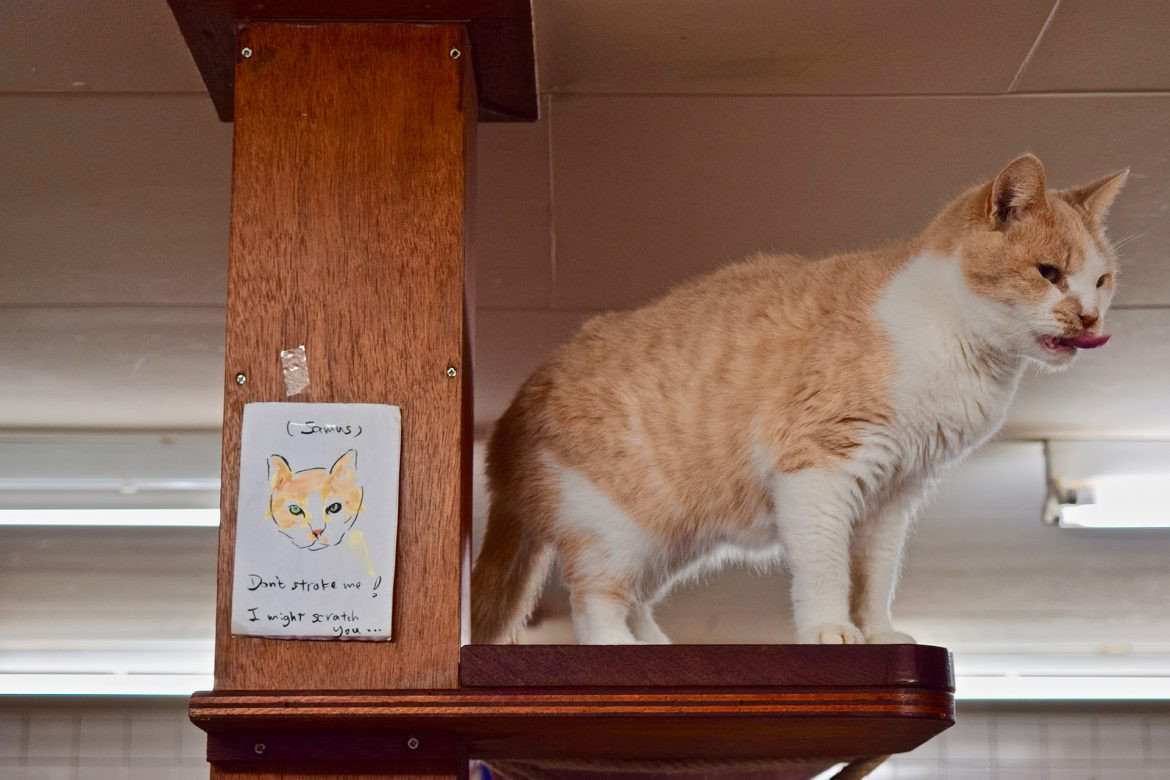 Photographing cats requires patience and getting down to their level