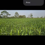 Screenshot of Remove watermark 2 in Samsung Gallery App indicating More button and Revert to original option