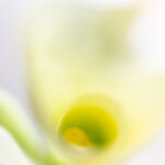 Creative Flower Photography with Photo Light box showing single flower that fills the frame