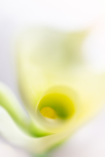 Creative Flower Photography with Photo Light box showing single flower that fills the frame
