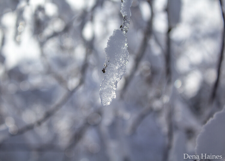 Ice on a branch with bokeh in the background