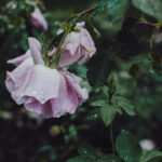 Beautiful rain photo moods - macro rain photography