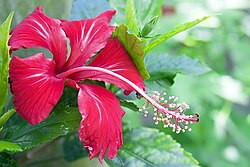 An example of adding images to your website involves compressing images to reduce file size without sacrificing quality, contributing to faster page load times and improved user experience
