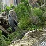 Original bird photo