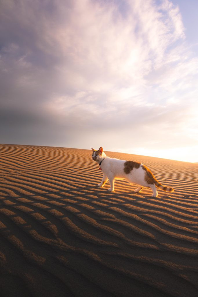 Rule of thirds illustration for better IG photos
