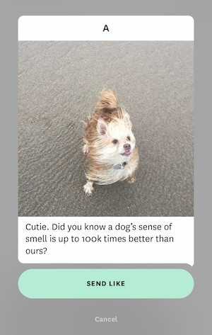 Pet photo comment example: Cute pet with a question about its name and silly behavior