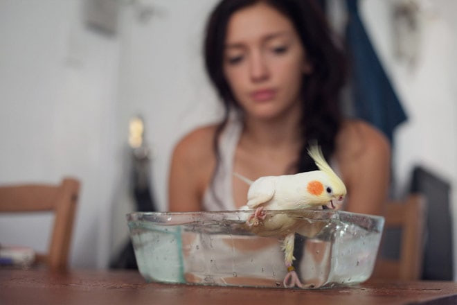 Lauren loves her cockatiels, Angel and Dennis