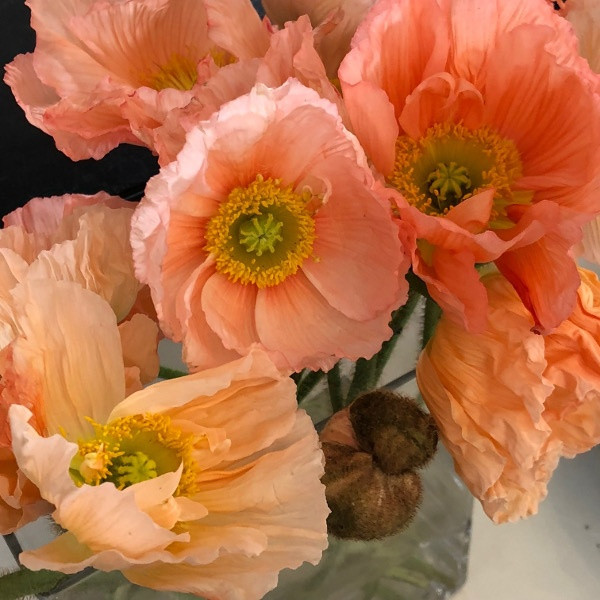 Flowers transformed using Brushstroke