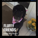 iPhone home screen with Photos widget displaying a family photo