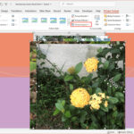 Selecting multiple photos to create a picture layout in PowerPoint