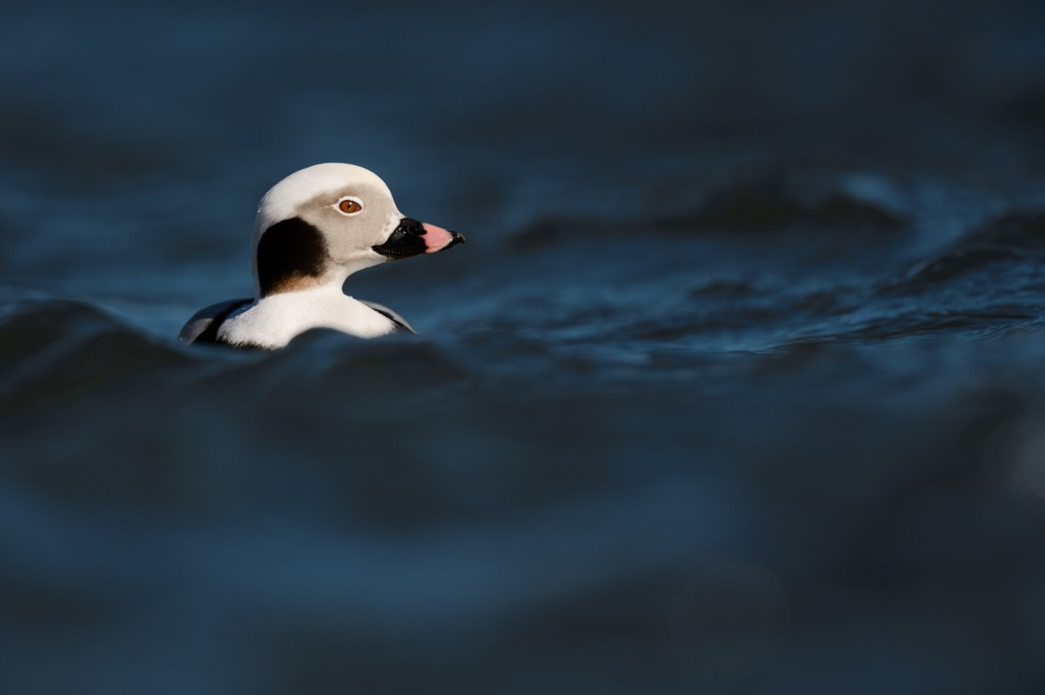 Bird photography tips