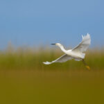 Bird photography tips
