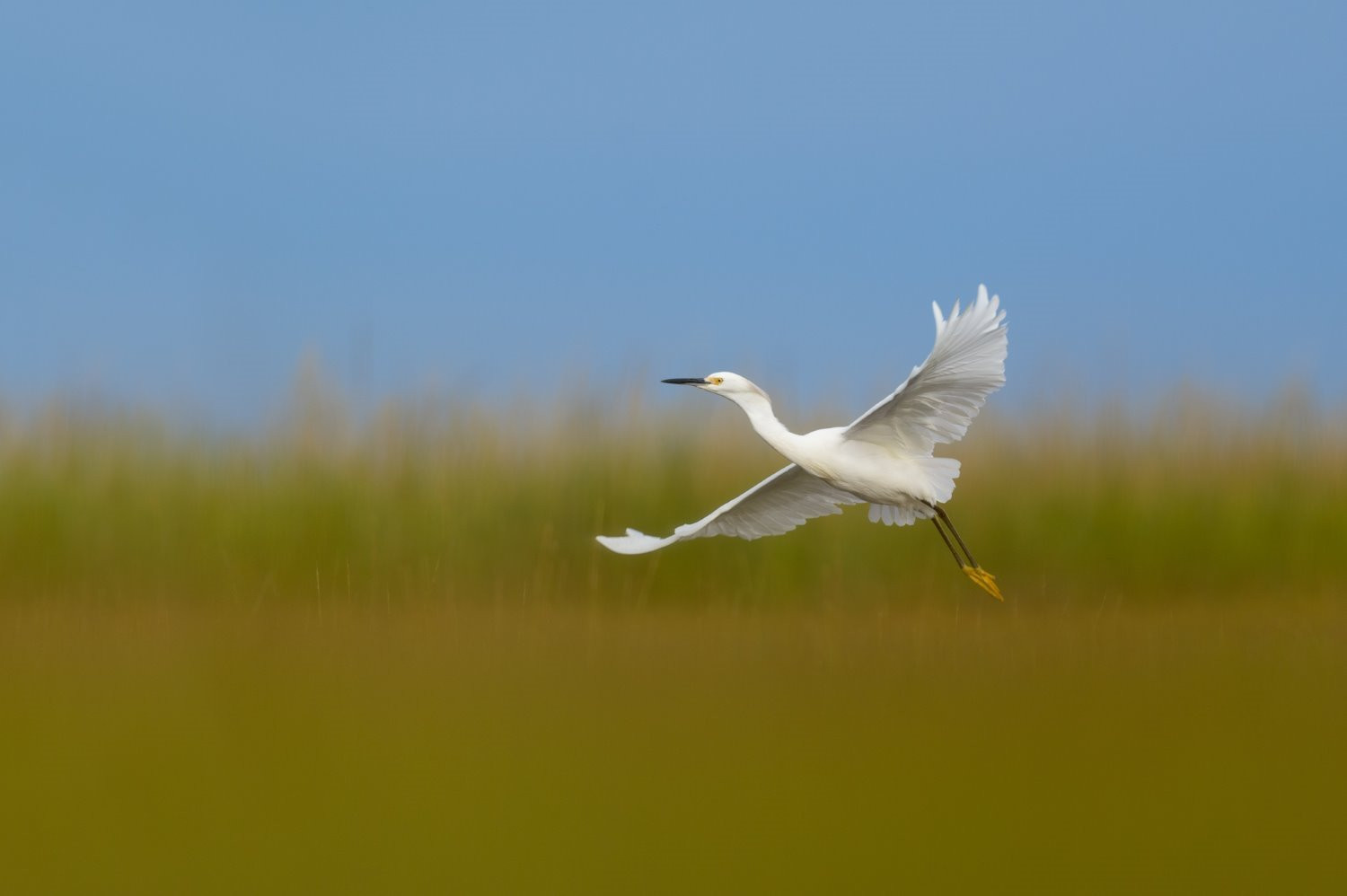 Bird photography tips