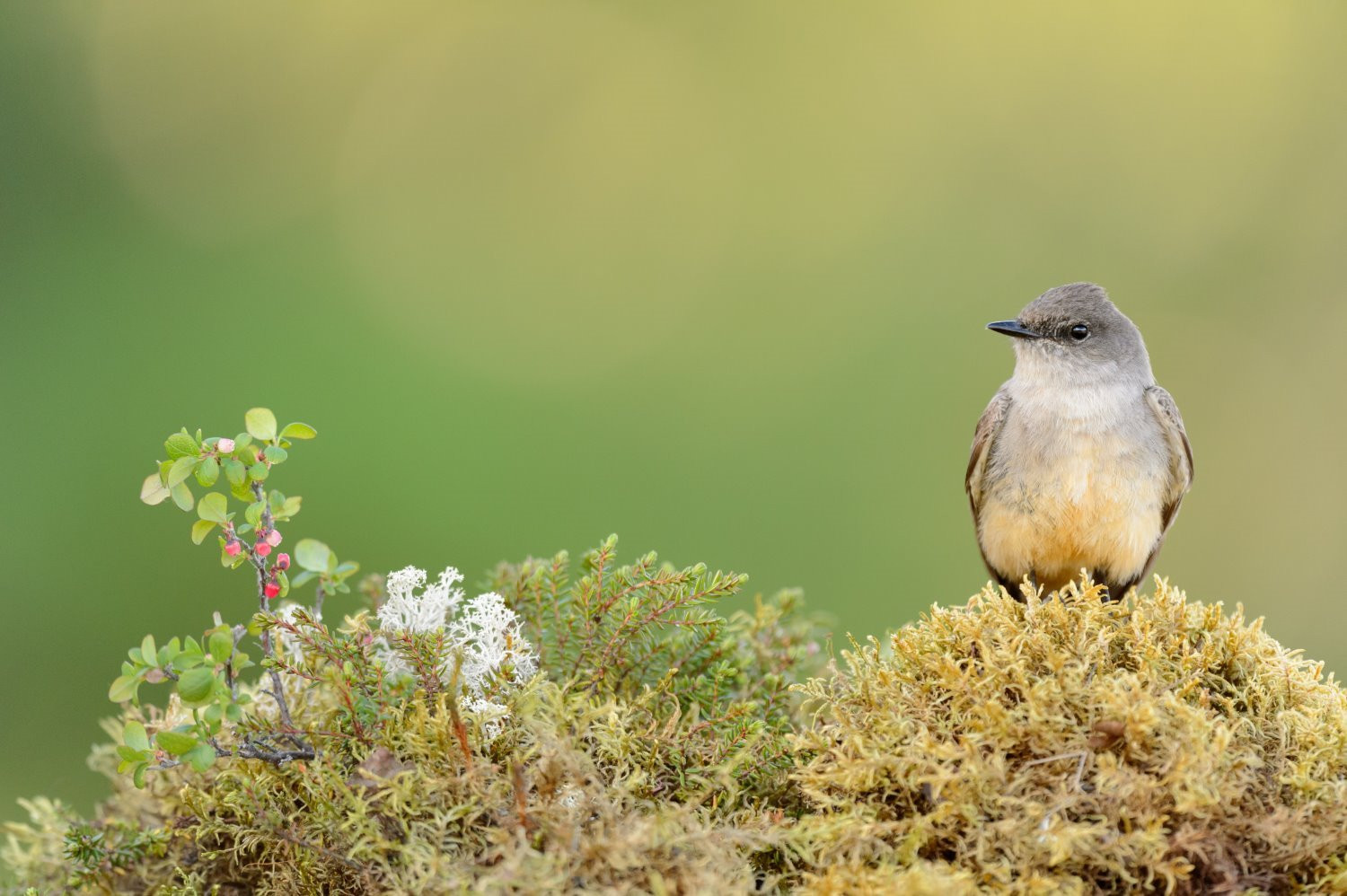 Bird photography tips