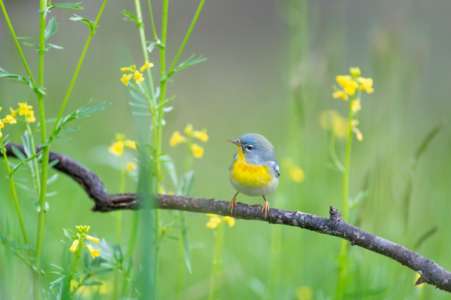 Bird photography tips