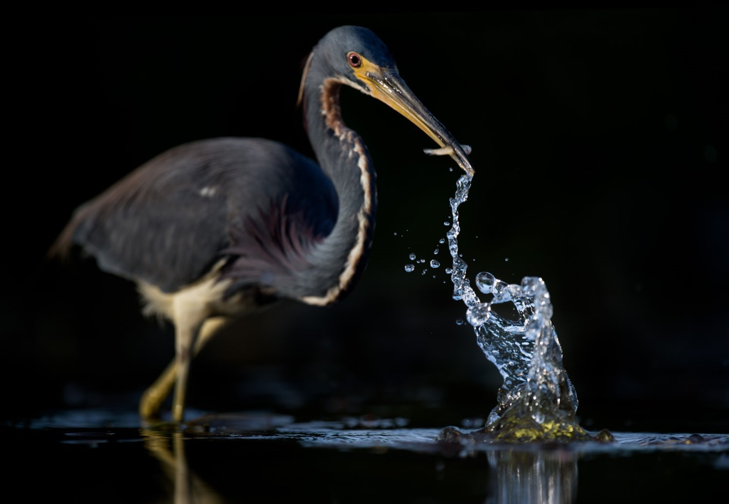Bird photography tips