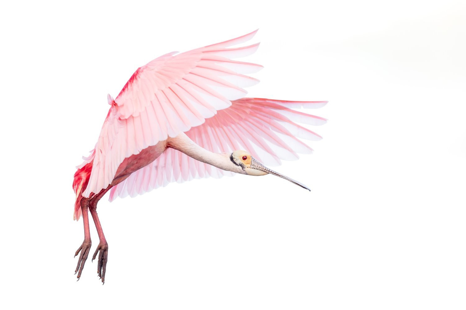 Bird photography tips