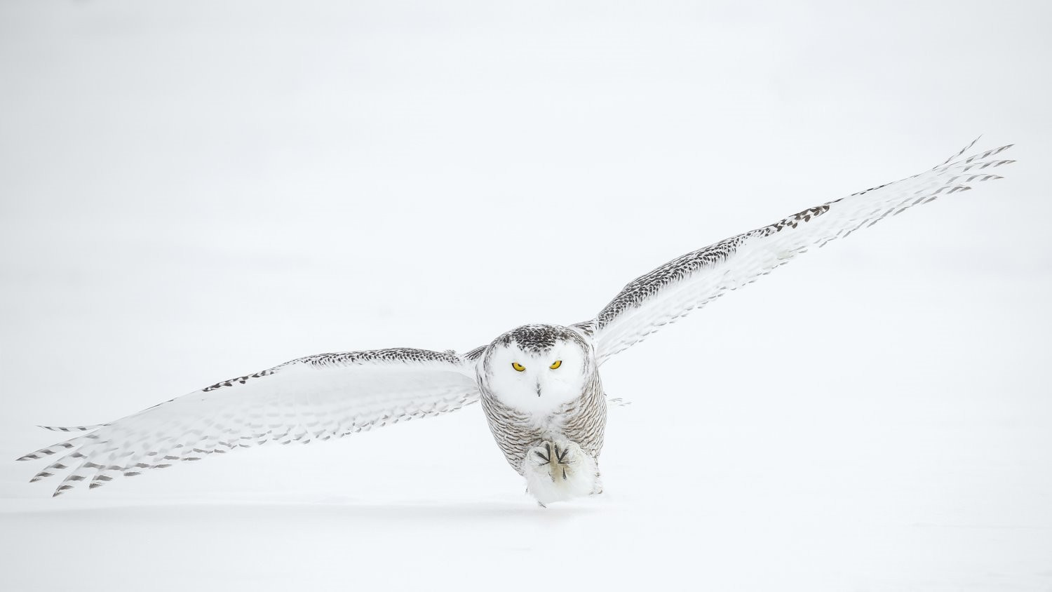 Bird photography tips