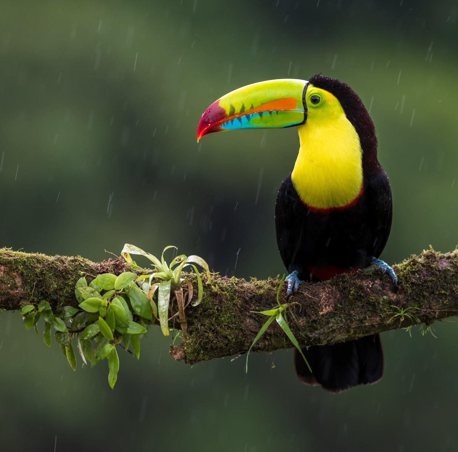 Bird photography tips