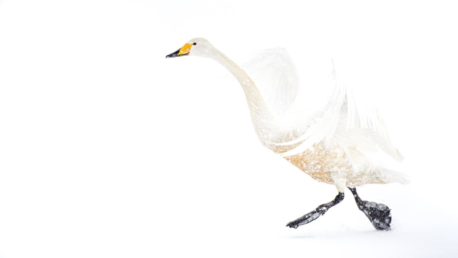 Bird photography tips