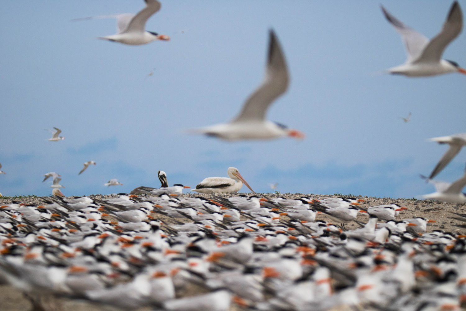 Bird photography tips