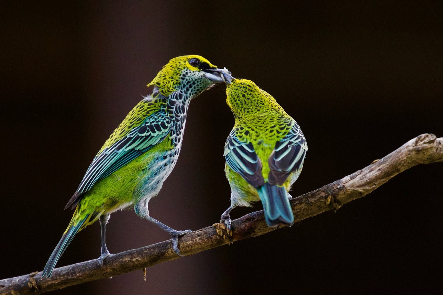 Bird photography tips