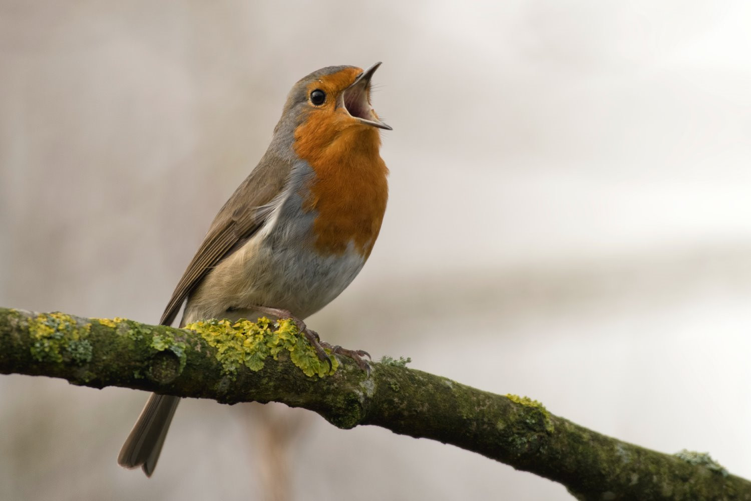 Bird photography tips