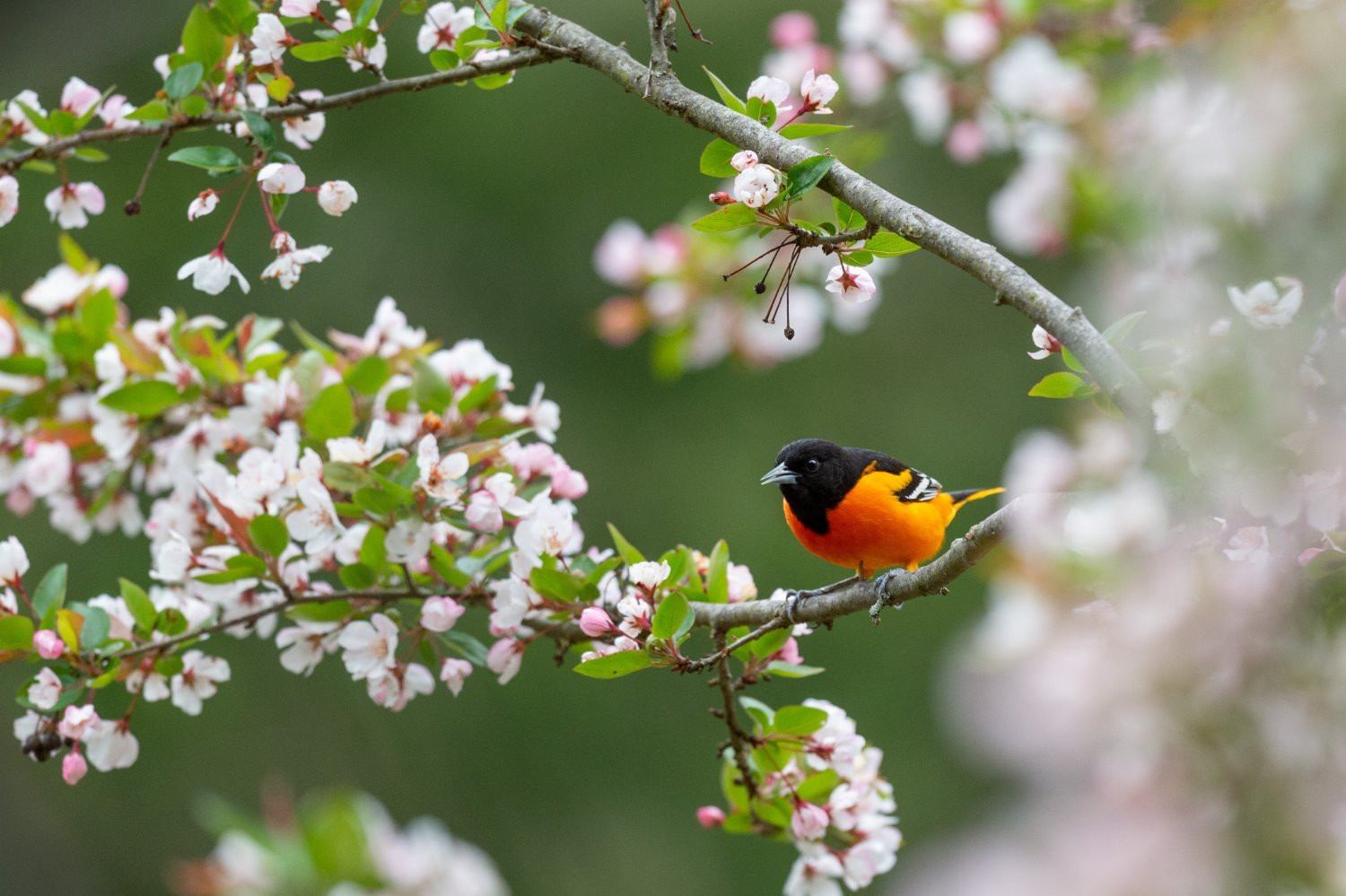 Bird photography tips