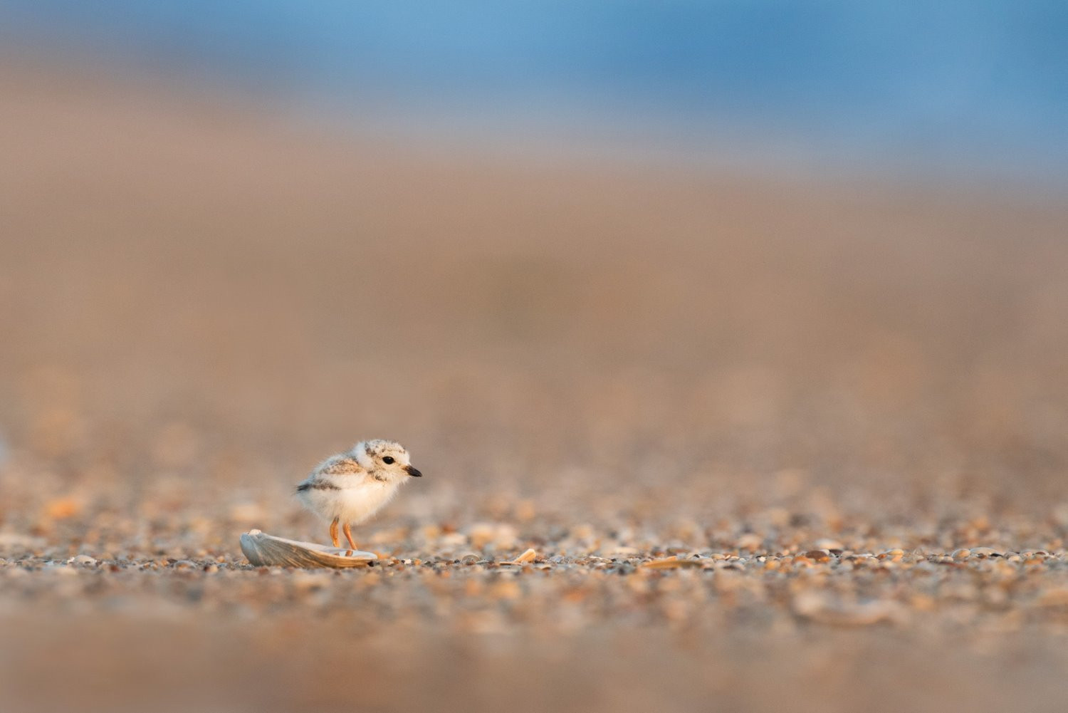 Bird photography tips