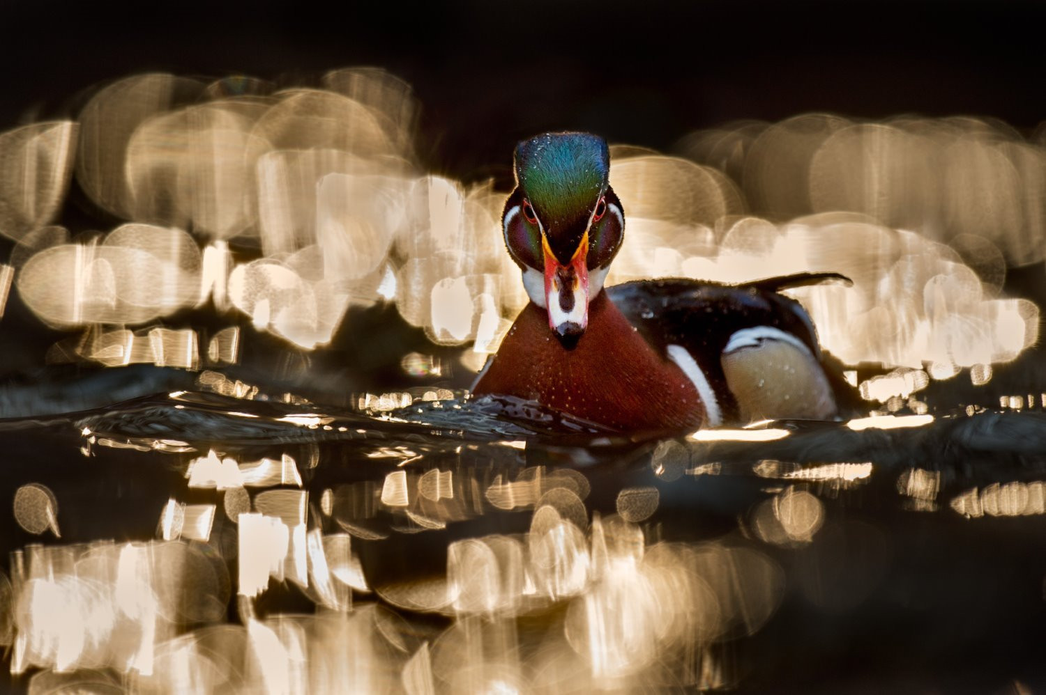 Bird photography tips