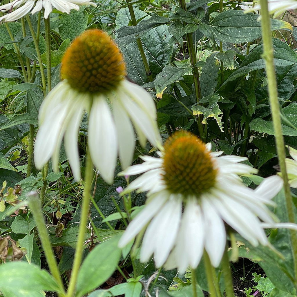 Incorrect focus on two flowers