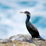 Brants Cormorant perched on a rocky cliff