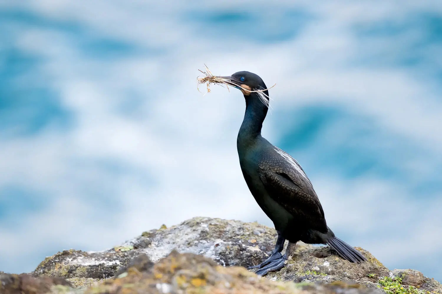 Brants Cormorant perched on a rocky cliff