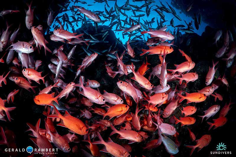 Underwater photograph featuring leading lines that draw the eye to a central subject