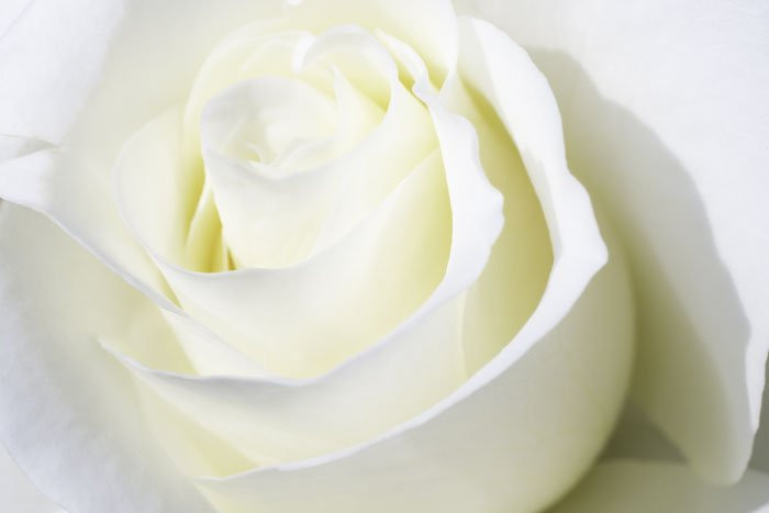 Cream rose close-up, showcasing soft tones and a Nikon D800 camera
