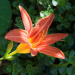 Day lily