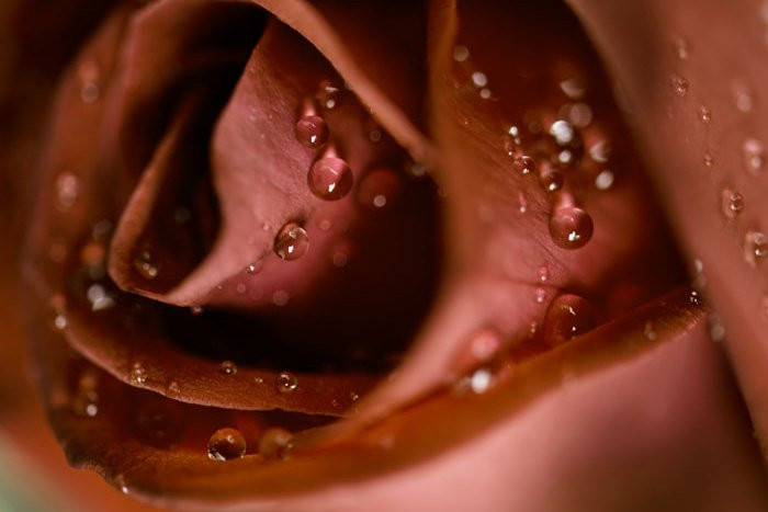 Deep red rose close-up, captured with a Nikon D800 and a 105mm lens