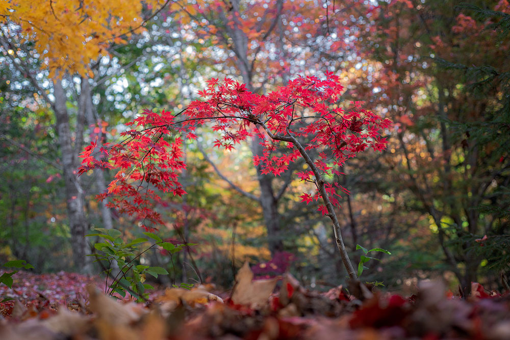 depth of field in landscape