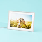 The Aura Carver digital photo frame, showing a dog sniffing a flower in a field.