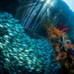 Underwater photography showing the effects of light absorption with depth