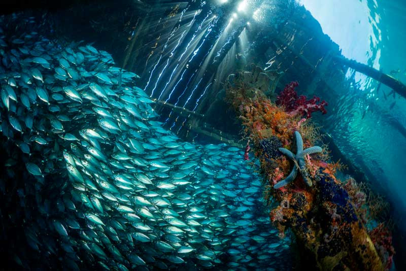 Underwater photography showing the effects of light absorption with depth
