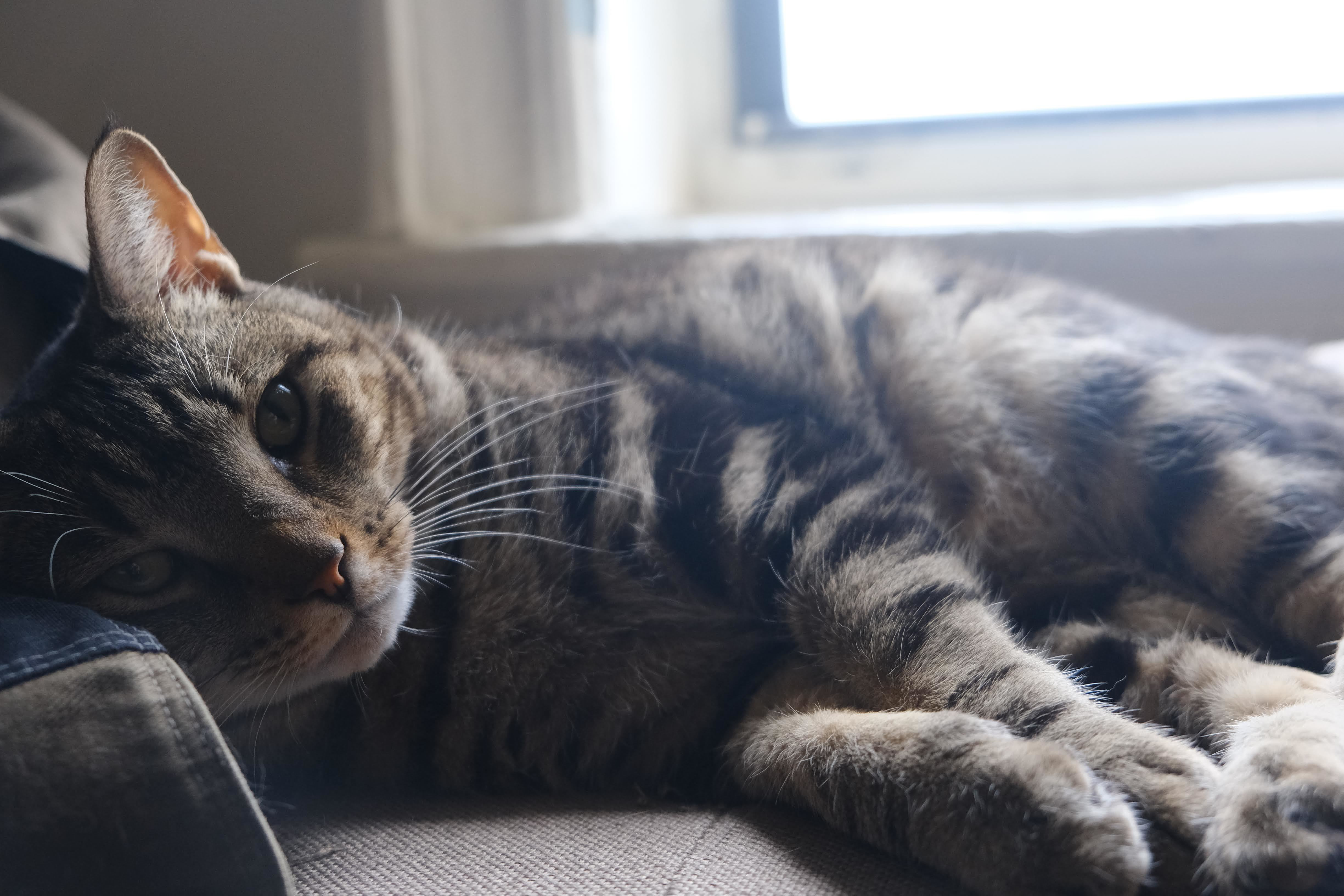 Compressed photo from mirrorless camera