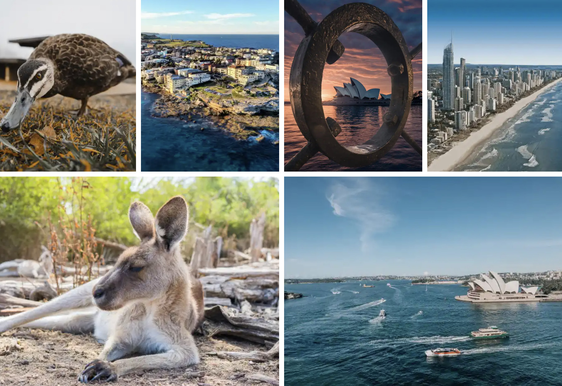Display multiple images arranged in a gallery format.