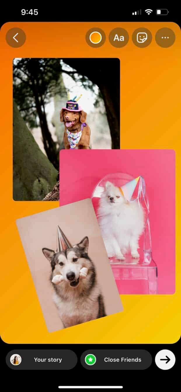 Picking a photo of party pets as a sticker in Instagram Story