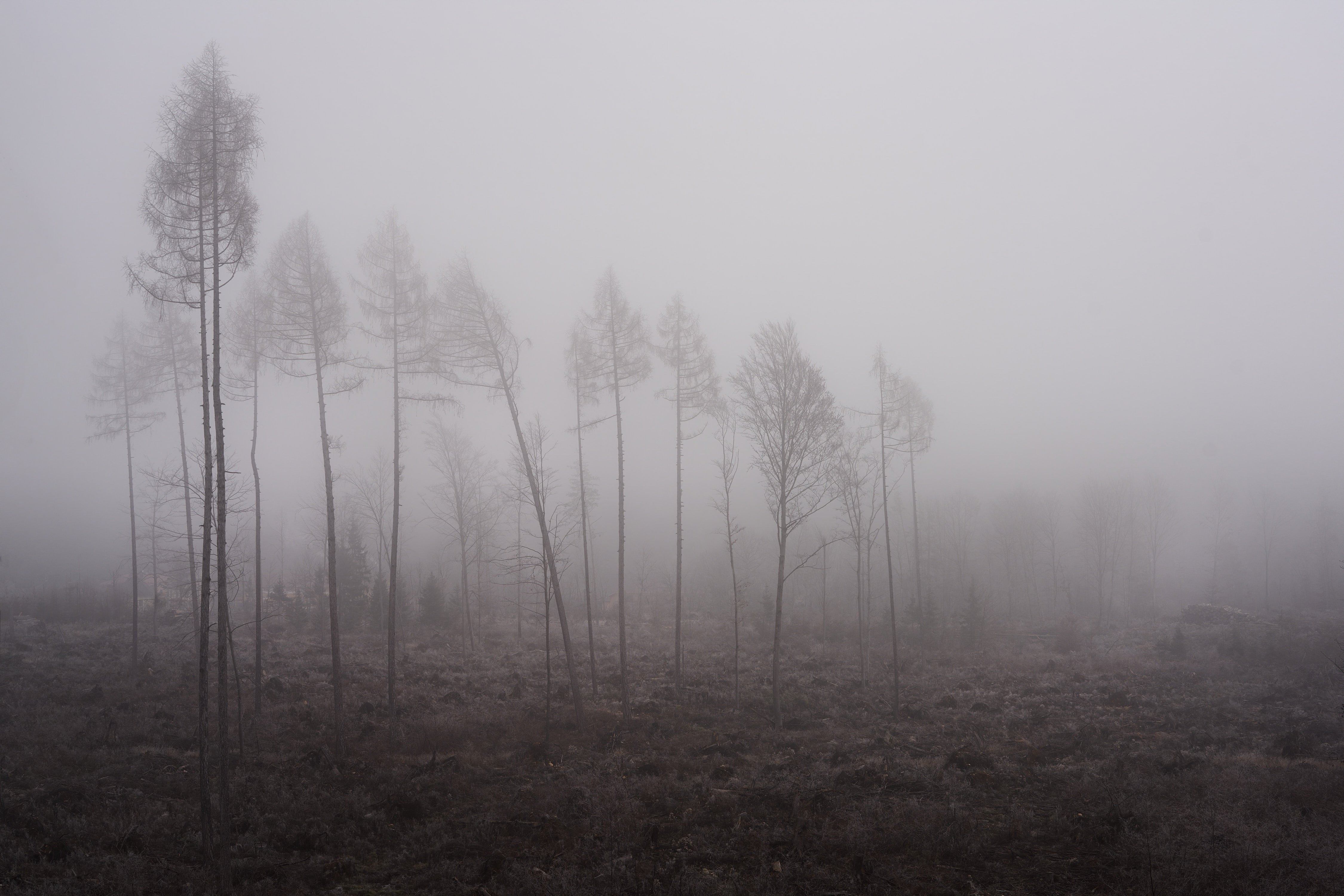 Focus on Contrast Point in Fog