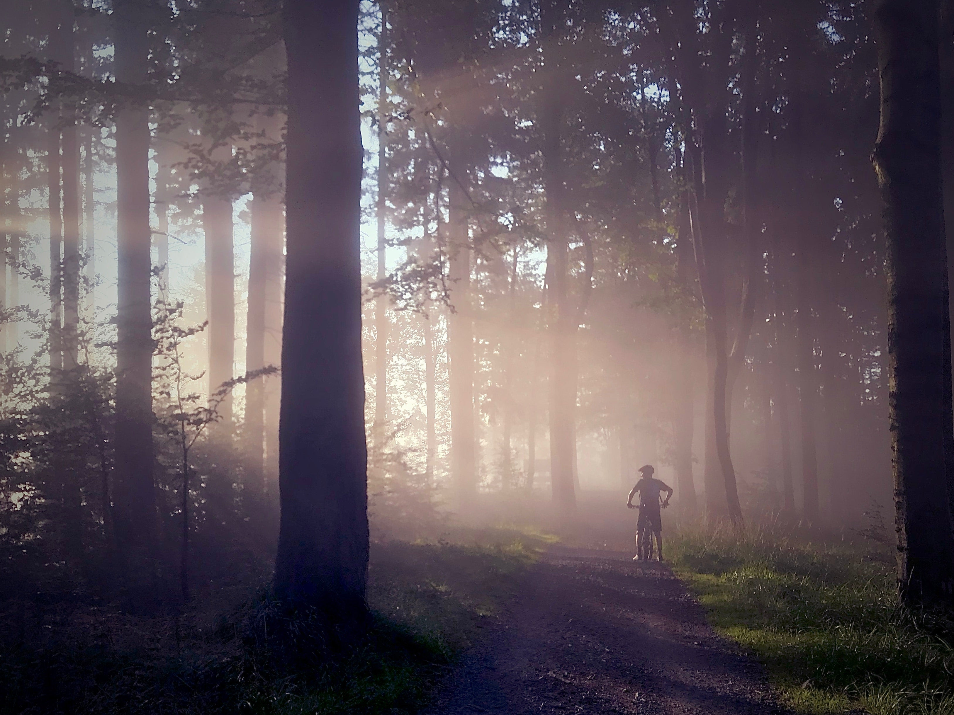 Sunlight Rays Through Fog