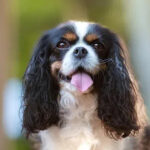 Cavalier King Charles Spaniel image linked from AKC website