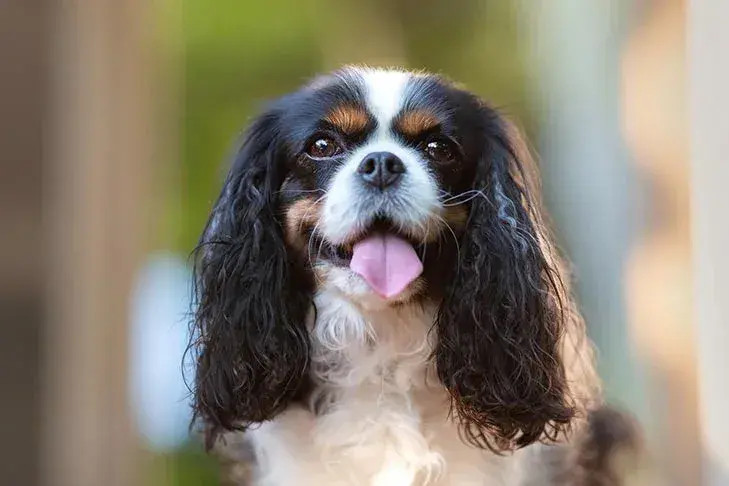 Cavalier King Charles Spaniel image linked from AKC website